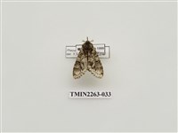 藏品(夙舟蛾屬)的圖片